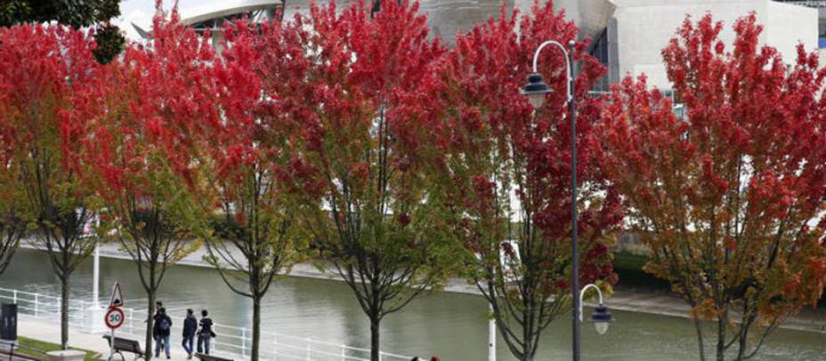 Árboles cubiertos de hojas de otoño junto a la ría de Bilbao. EFE
