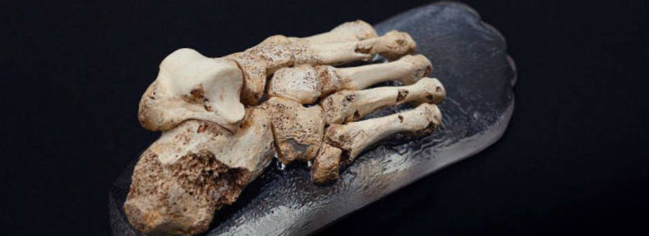 El pie reconstruido, el más antiguo del mundo. Museo de Evolución Humana de Atapuerca