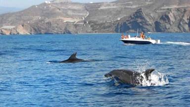 Delfín mular en aguas de Canarias