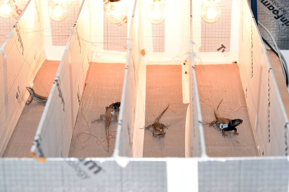 Un estudio revela que las lagartijas de climas fríos están más afectadas por el cambio climático
