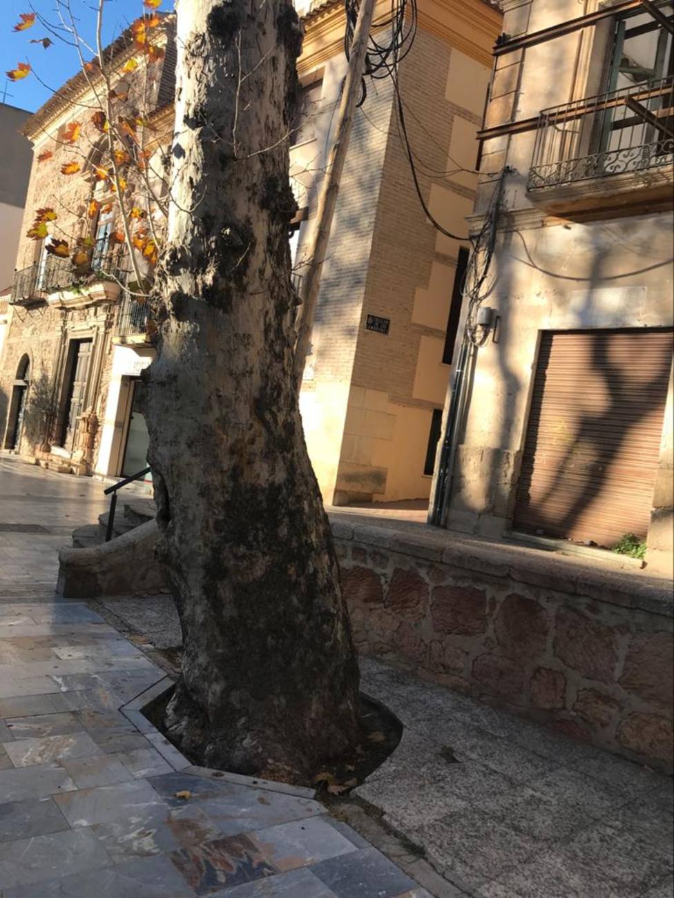 La tala de un gran árbol en peligro de desplome corta el tráfico en La Alberca