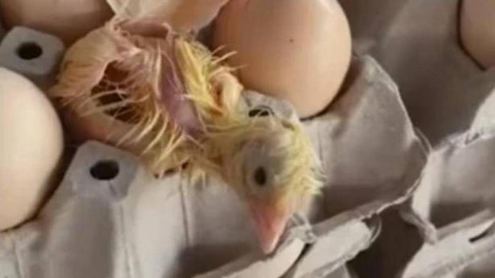 Nace un pollito de una caja de huevos a punto de ser vendida