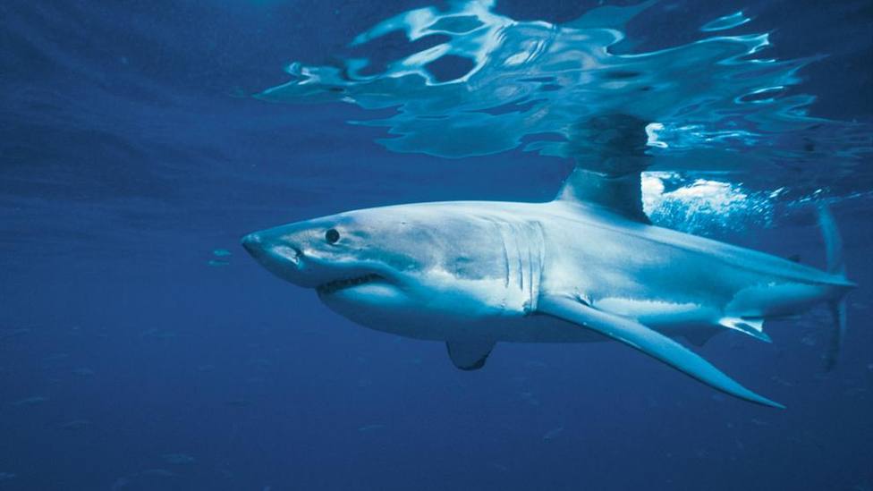 La preocupante realidad de los tiburones, funcionalmente extintos