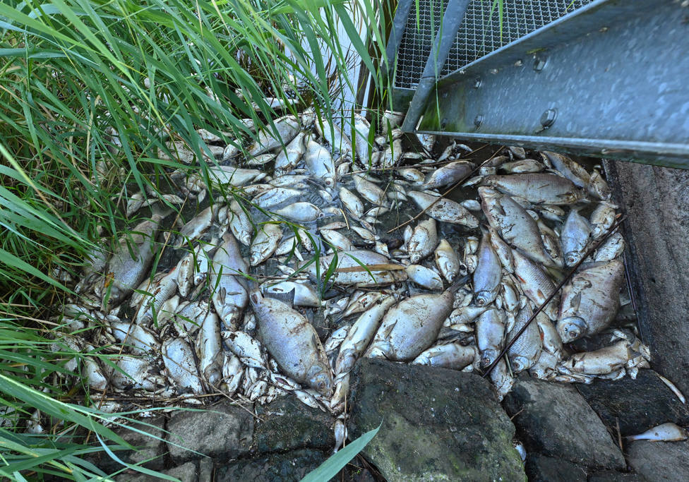 El desastre ecológico en el río Óder deja más de cien toneladas de peces muertos en Polonia y Alemania