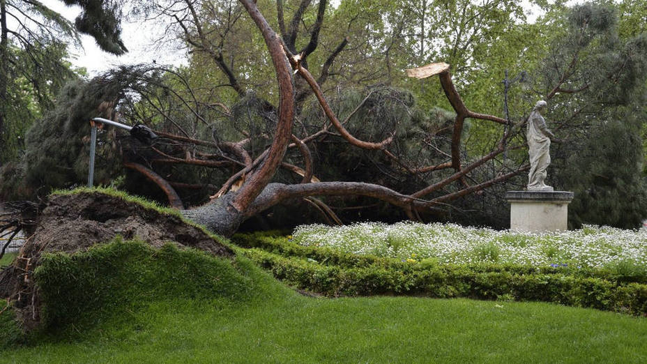 Un árbol caído en el Retiro (Madrid)