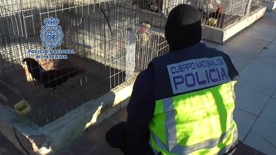 Policía Nacional detiene a 182 personas que participaban en el Campeonato Nacional de Peleas de Gallos