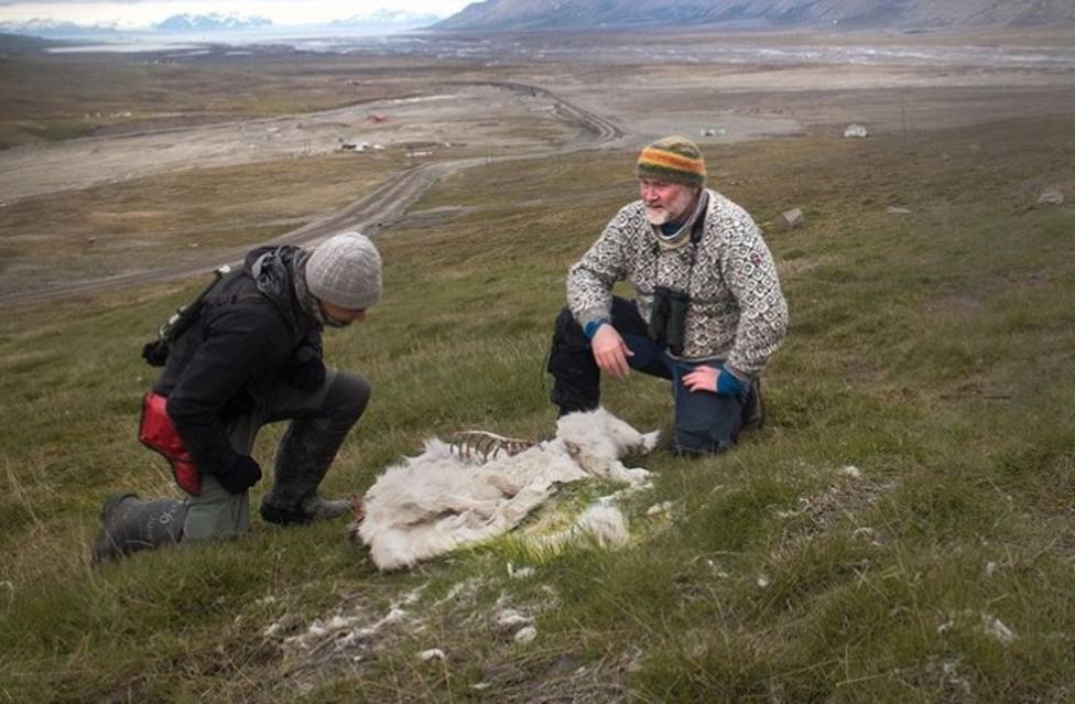 El Instituto Polar Noruego ha encontrado a 200 renos muertos en el archipiélago de Svalbard