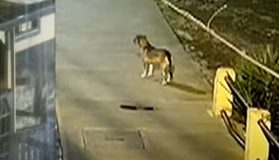 Un perro callejero presencia un robo y su reacción dejó a todos sin palabras