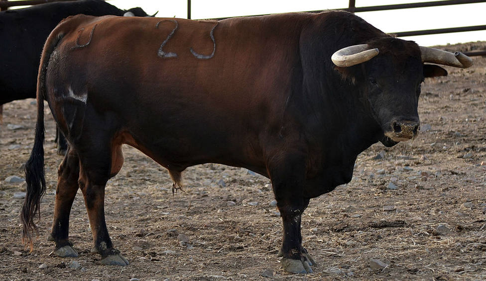 Uno de los toros de Juan Pedro Domecq reseñados para Jaén