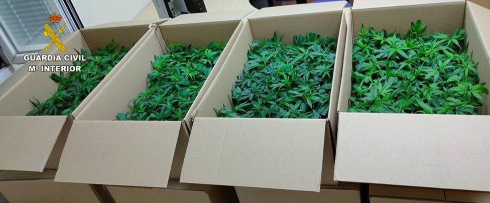 Sucesos.- Dos detenidos por portar 960 plantas de marihuana y darse a la fuga de un control policial en Camarena