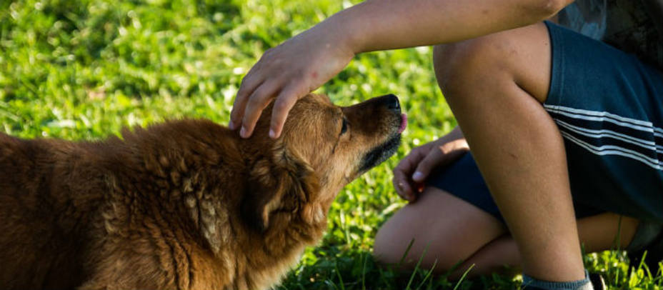 El olfato de los perros es 10.000 veces superior al humano