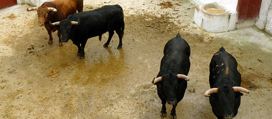 Cuatro de los toros de Torrehandilla-Torreherberos que se lidiarán hoy domingo en Jaén