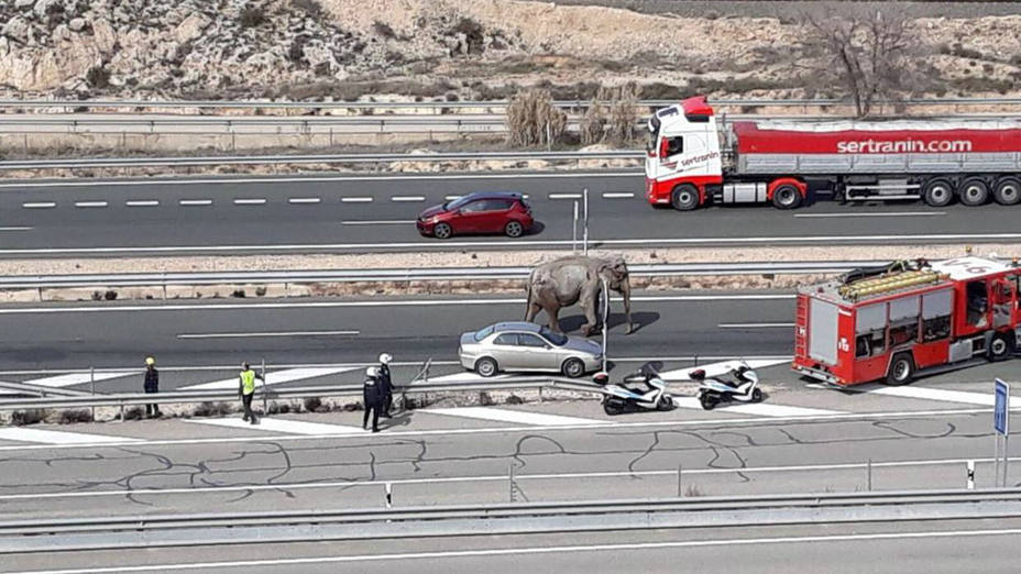 Imágenes del accidente donde ha fallecido un elefante