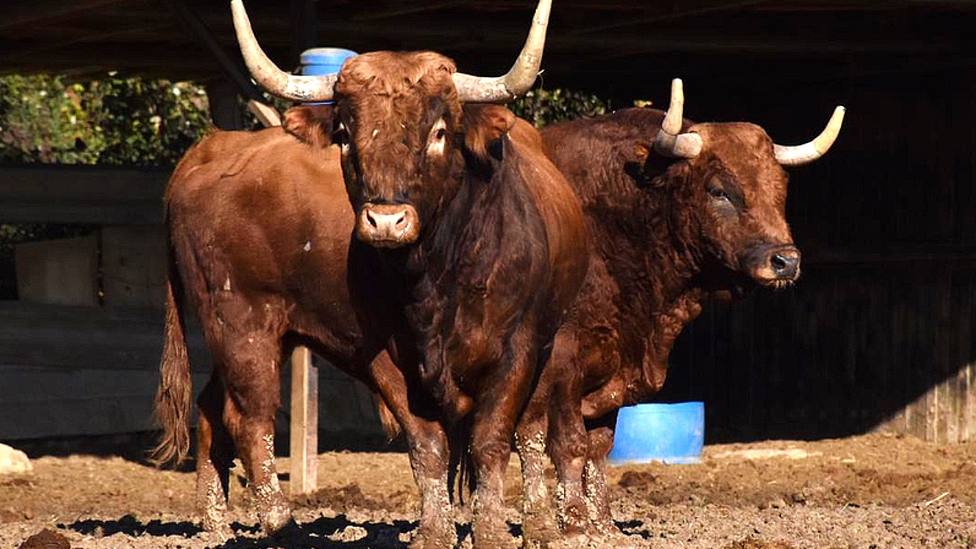 Dos de los toros de Reta de Casta Navarra reseñados para la Feria Ceret de Toros 2021