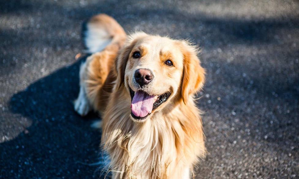 Un perro Golden Retriever, la mejor medicina para los niños en la UCI