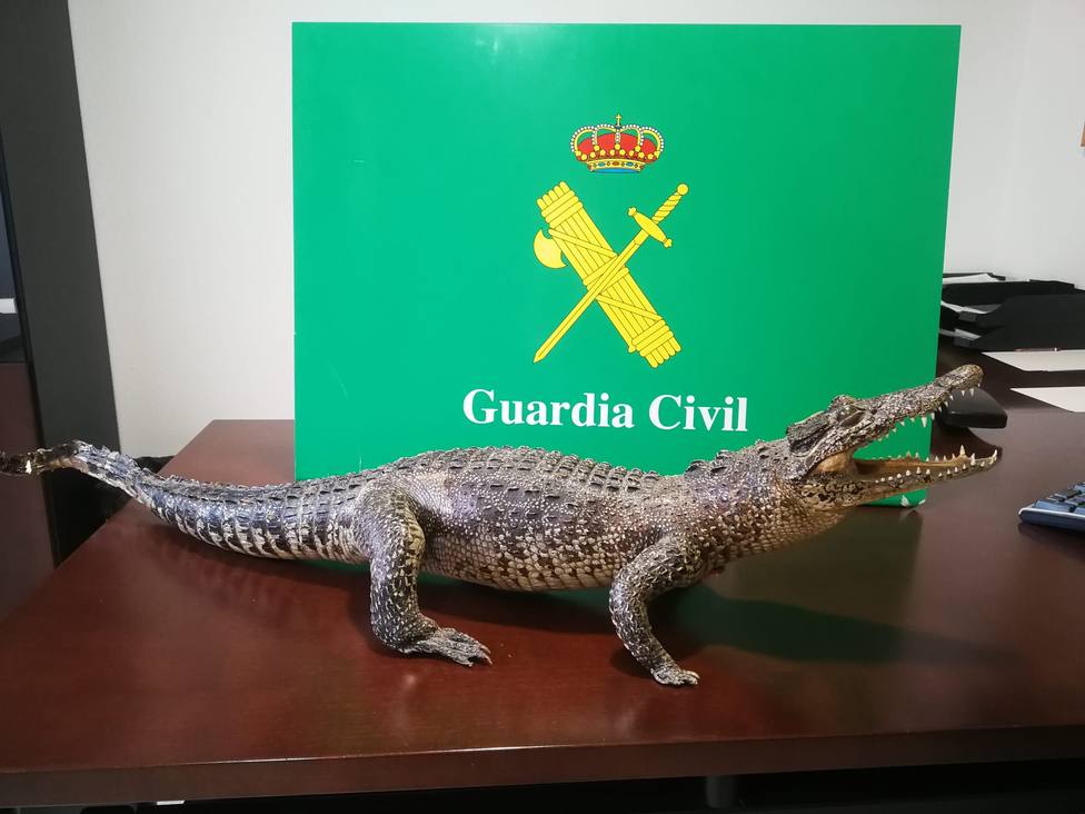 Ejemplar de cocodrilo incautado por la Guardia Civil