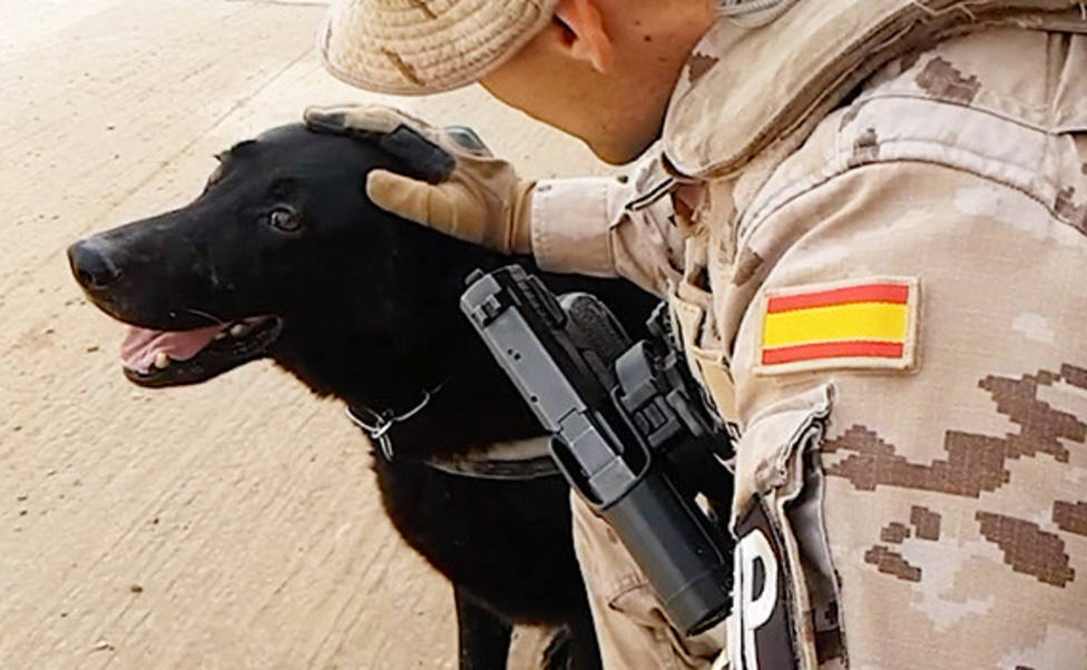 El futuro que le espera a Hulk, el perro que protege al Ejército español en Irak, a punto de jubilarse
