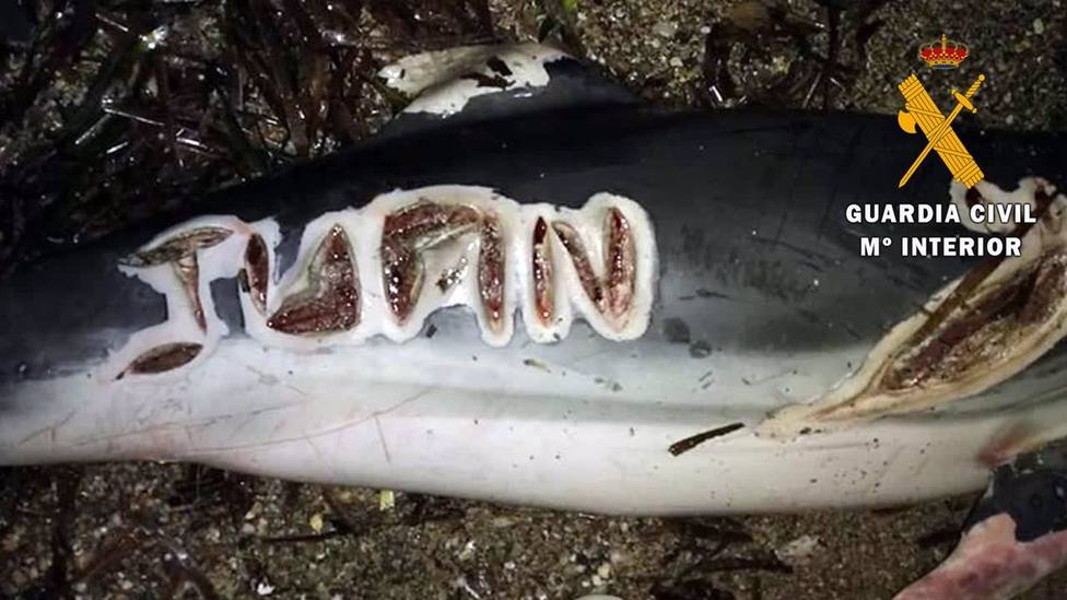 AlmerÃ­a.-Sucesos.-Guardia Civil investiga el continÃºo hallazgo de delfines mutilados o con cortes a cuchillo