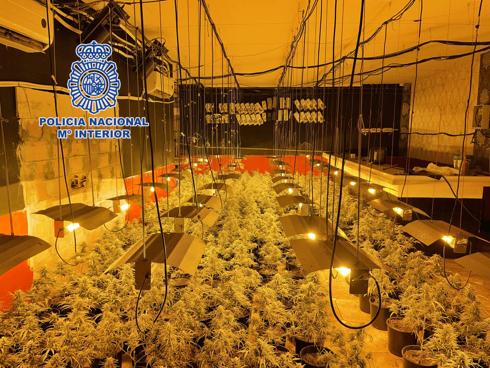 La Policía Nacional desmantela en Almería una plantación de marihuana oculta en los bajos de un restaurante