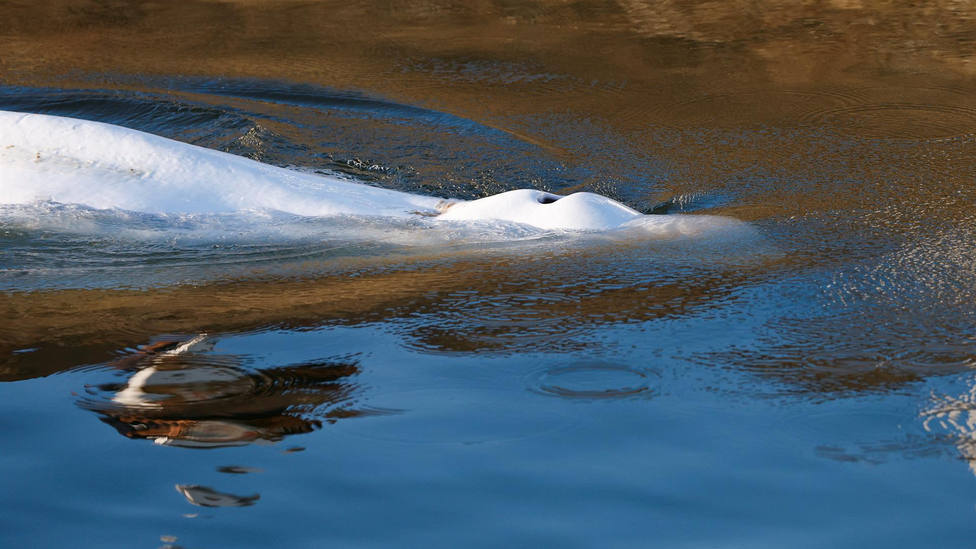 La ballena beluga de 800 kilos rescatada en el Sena ha muerto durante su traslado al mar