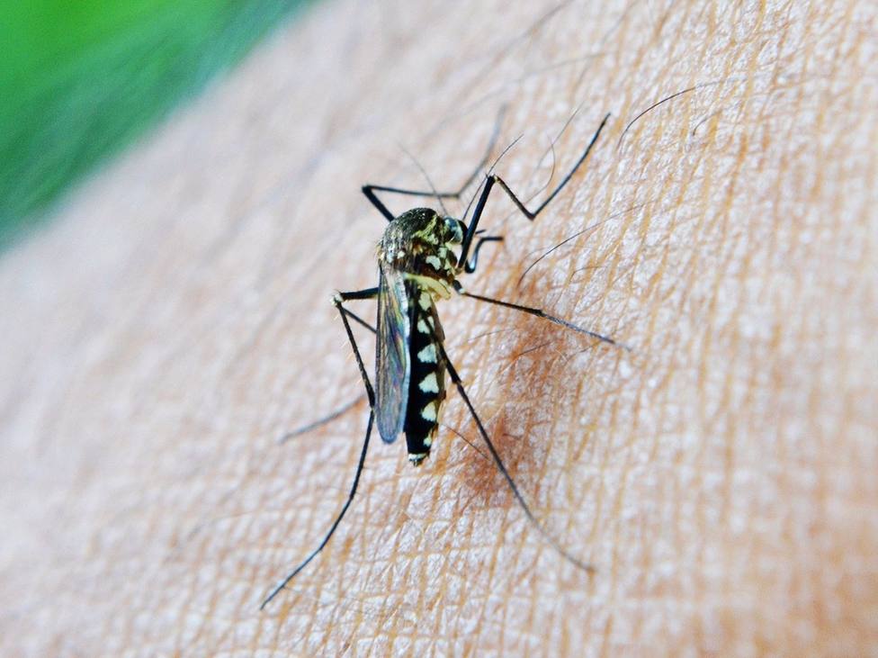 Detectan Virus del Nilo Occidental en los mosquitos capturados en Los Palacios y La Puebla del Río