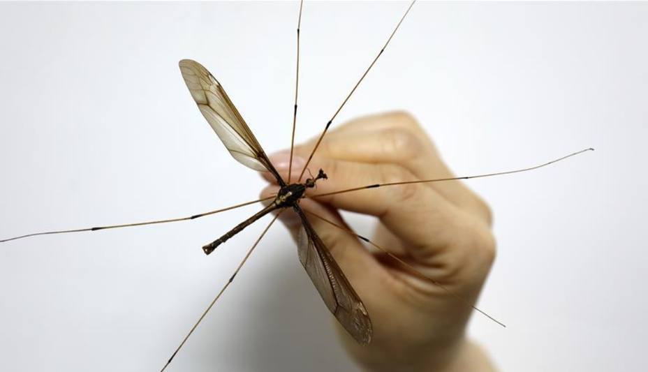 Este es el mosquito más grande conocido en el mundo como un mosquito en la montaña Chengdu Qingcheng.