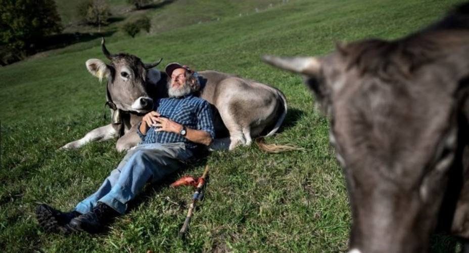 Armin Capaul con sus vacas
