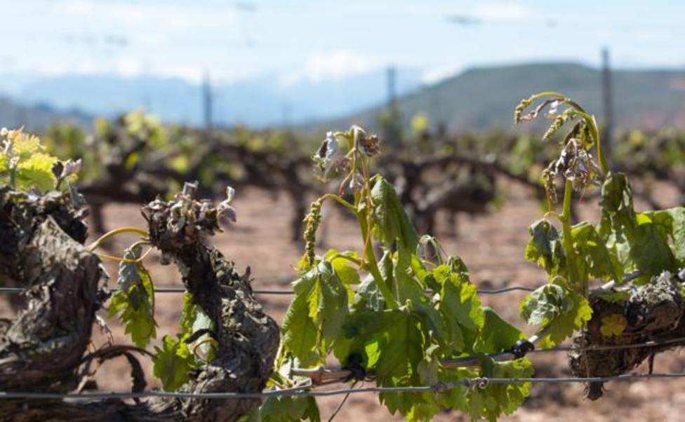 Agroseguro paga 9 millones de euros en indemnizaciones en La Rioja