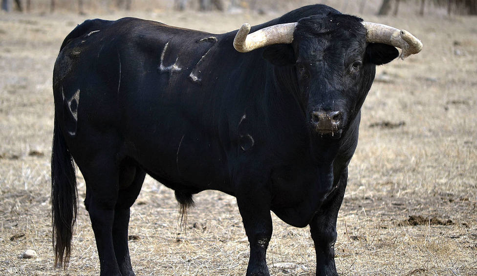 Uno de los toros de Núñez del Cuvillo reseñados para Jaén