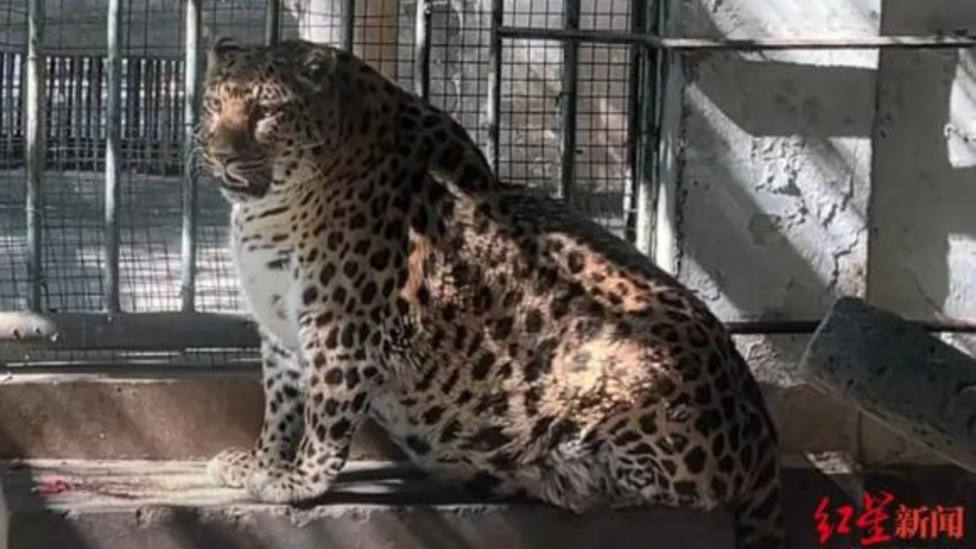 El leopardo obeso del zoo de China que causa furor y pondrán a dieta