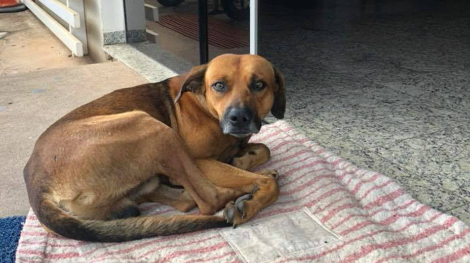 Un perro espera en el hospital a su dueño, fallecido hace cuatro meses