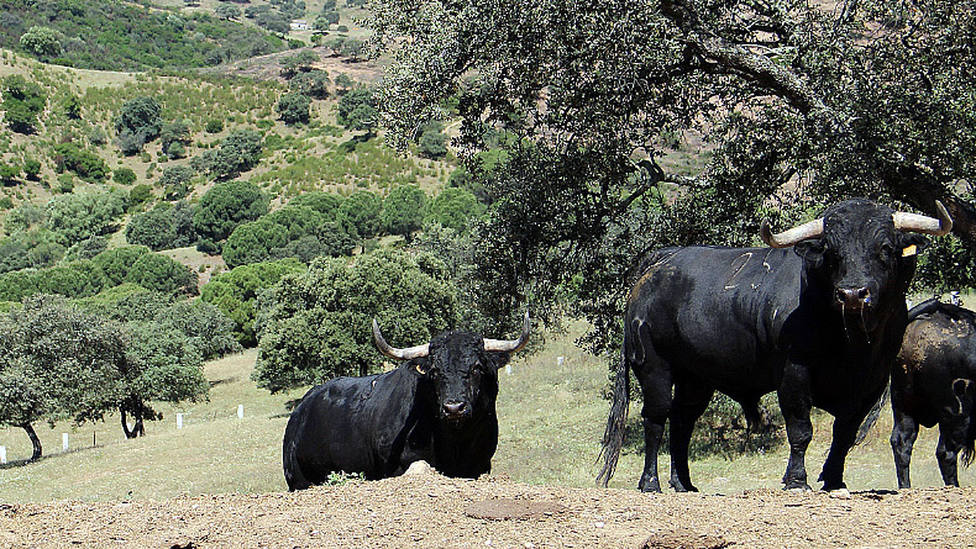 Varios de los toros de la ganaderías de Las Monjas reseñados para la Feria de Tafalla