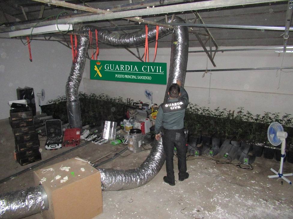 La Guardia Civil interviene una plantación de marihuana en Samieira (Poio)