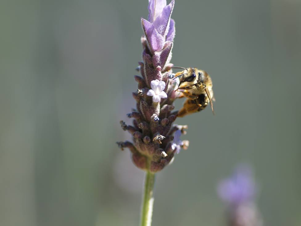 La Eurocámara pide reducir el uso de pesticidas y mejorar la investigación para salvar a las abejas