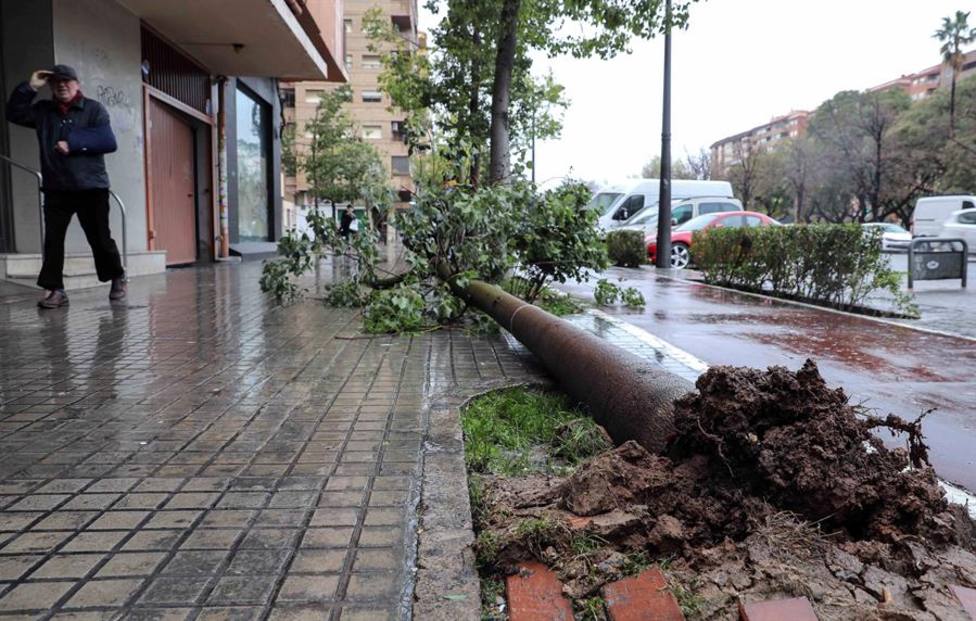 Vista de un árbol caído por las fuertes rachas de viento en la avenida Blasco Ibáñez de Valencia