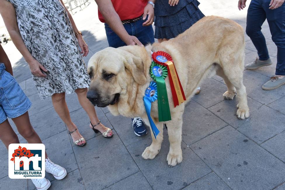 Un mastín de Miguelturra, primer premio en el World Dog Show 3