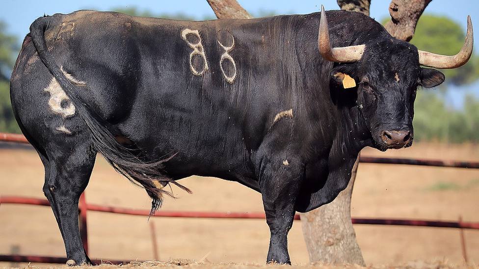 Manjar, el toro de Albarreal destinado al Torneo del Toro de La Vega 2022 de Tordesillas