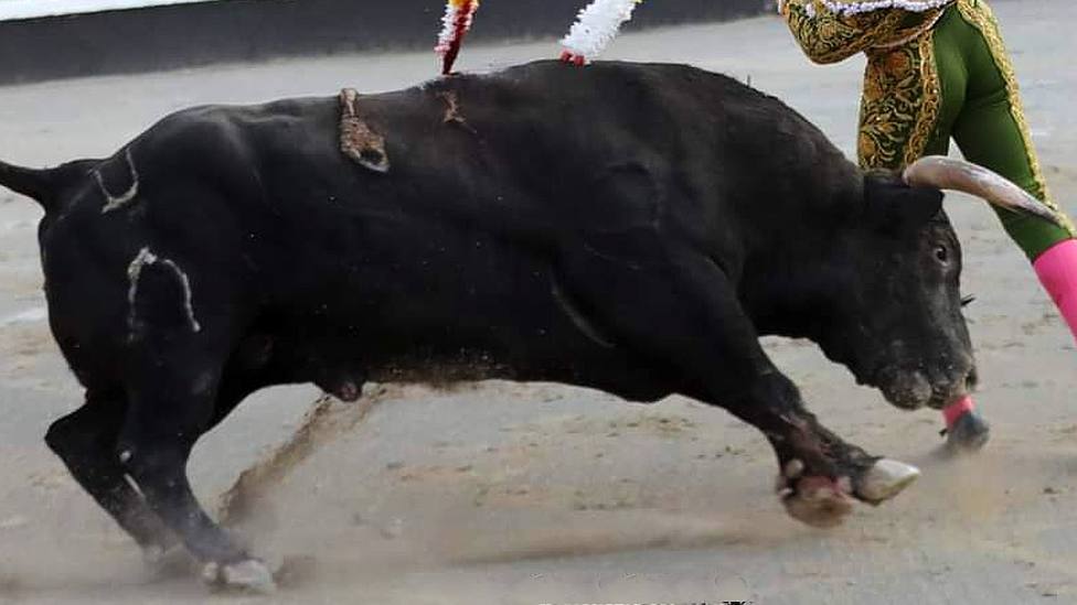 Uno de los toros de Murteira Grave lidiados en la Feria de San Ignacio 2023 de Azpeitia