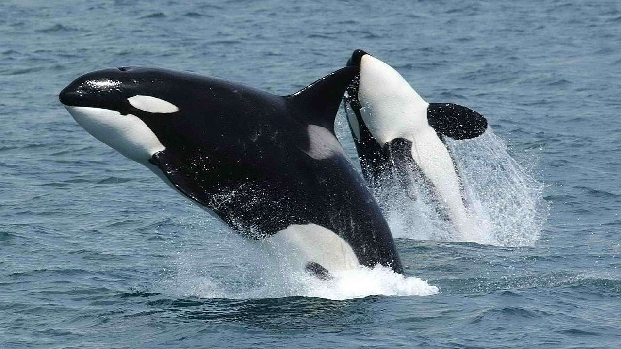 Qué pasó en 2020 para que ahora haya orcas atacando barcos en el Estrecho: la hipótesis de una ONG