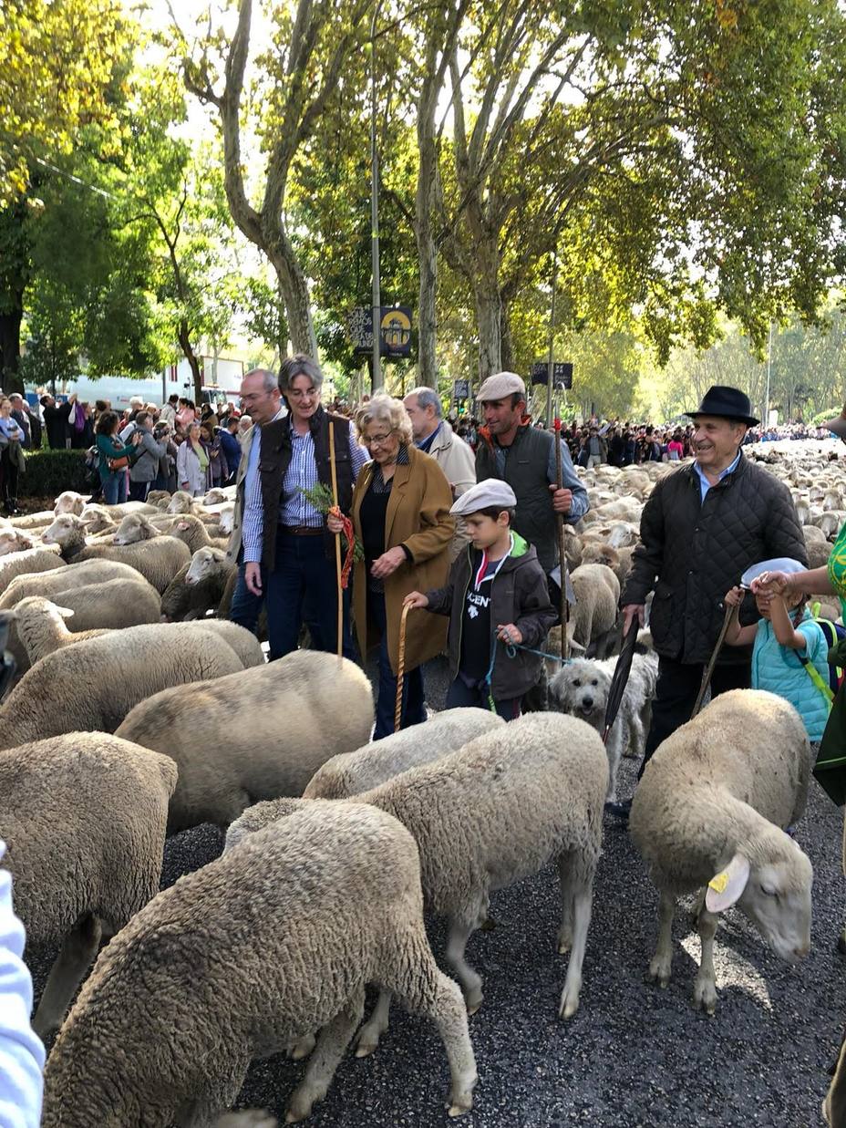 Más de 1.500 ovejas y 100 cabras recorren Madrid en el 25 aniversario de la Fiesta de la Transhumancia