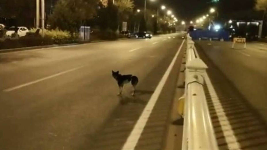 Un perro lleva 80 días esperando en el mismo sitio a su dueña fallecida en un accidente