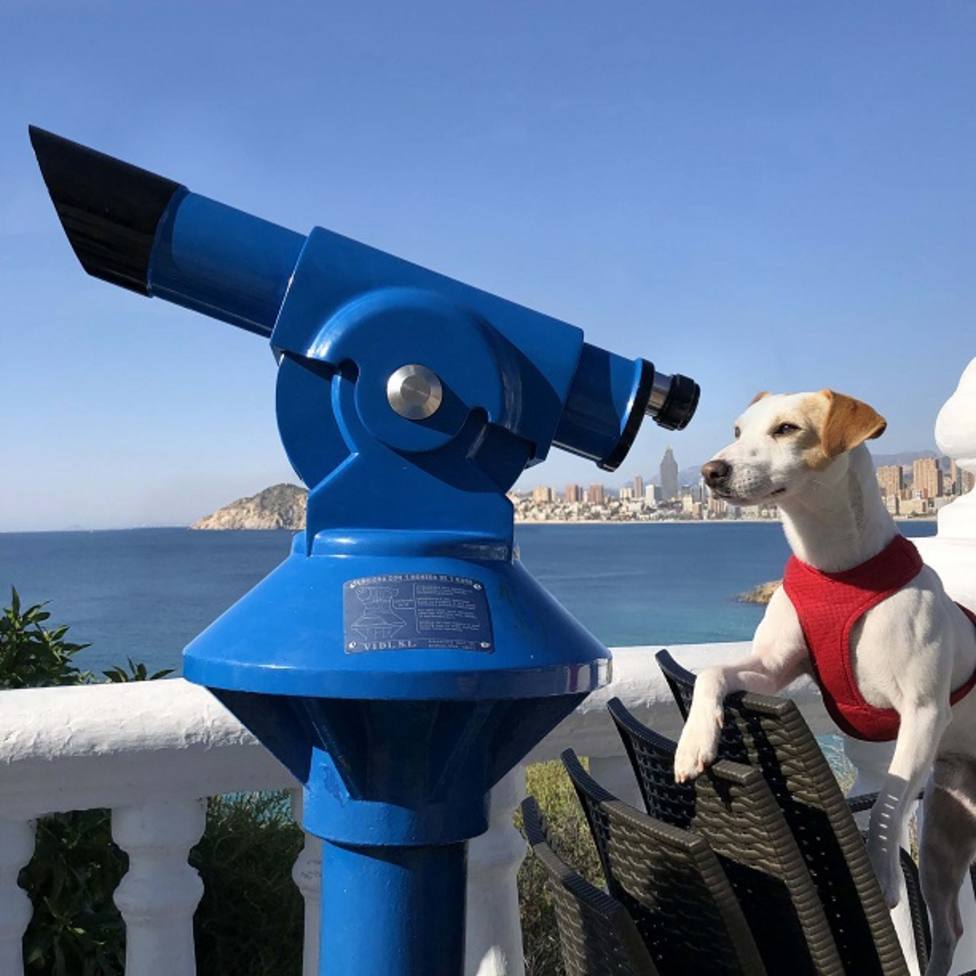 Llega a Murcia Pipper, primer perro turista que da la vuelta a España para promocionar los viajes con mascota