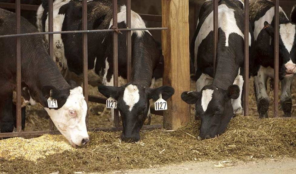 ONG piden a UE cambiar sistema de producción alimentario: Producir grandes cantidades de carne es insostenible