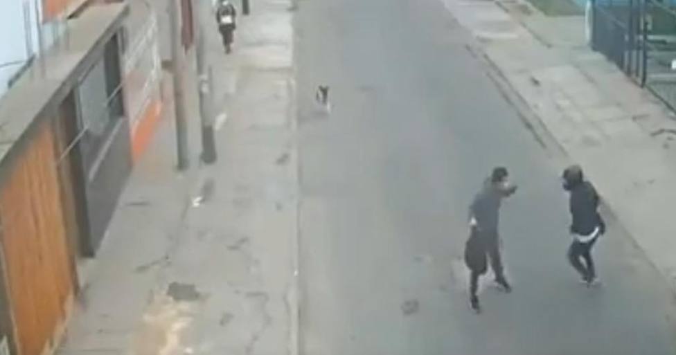 Un perro descubre un atraco en plena calle y su reacción deja KO al atracador