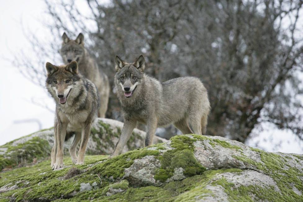 UPA Rioja pide medidas de control al Gobierno para acabar con la sangría de los ataques de lobos al ganado