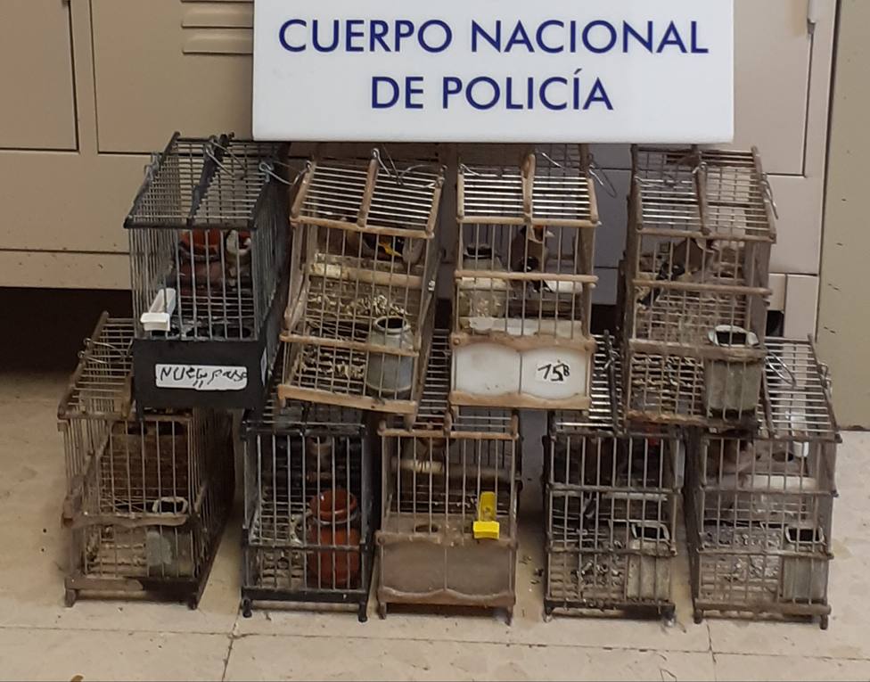 Detenido en Almería por robar 26 jilgueros de concurso junto con sus jaulas