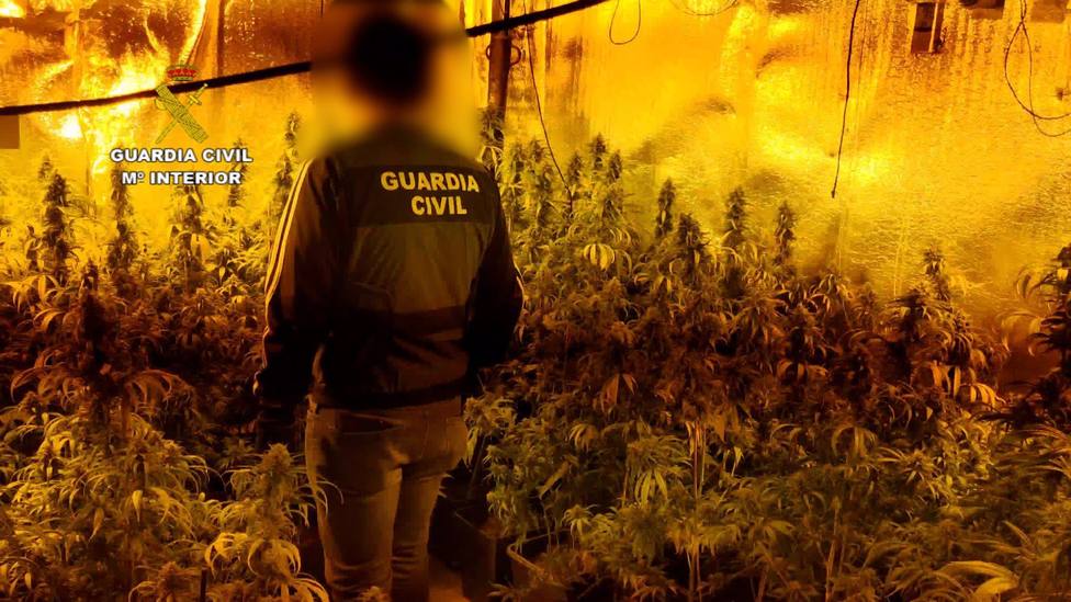 Sucesos.- Detienen a 7 personas e incautan 1.846 plantaciones de marihuana en dos plantaciones de GalÃ¡pagos y El Casar
