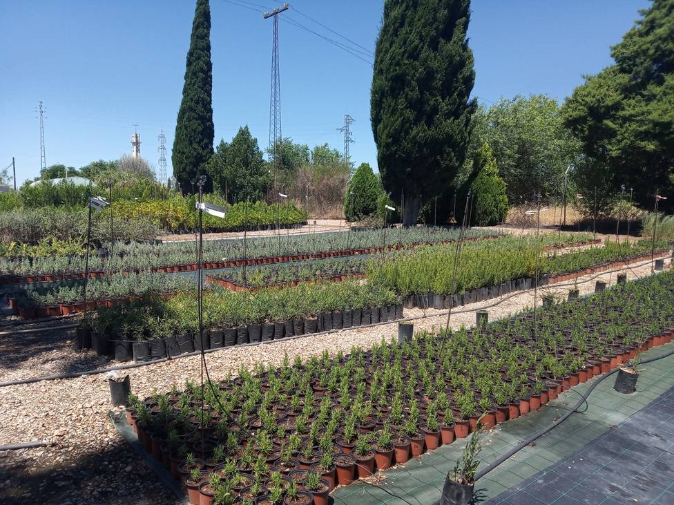 El Centro Agropecuario Provincial entrega 40.000 árboles y arbustos a los municipios