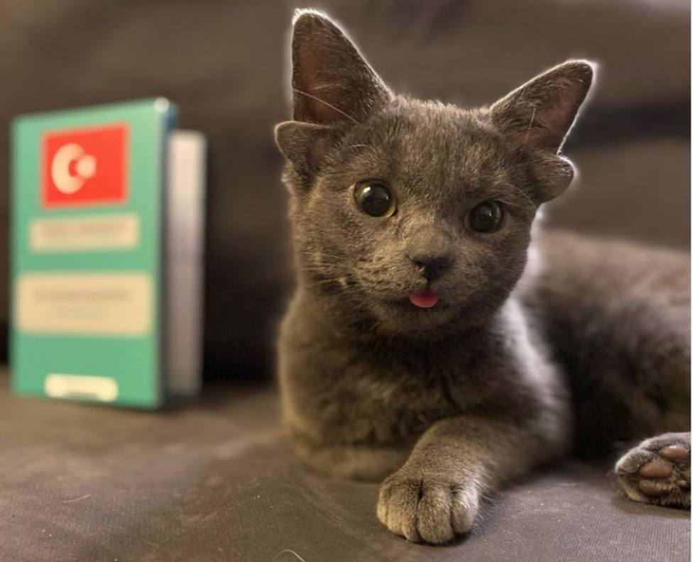 Esta es Midas, la gata de cuatro orejas que triunfa en instagram