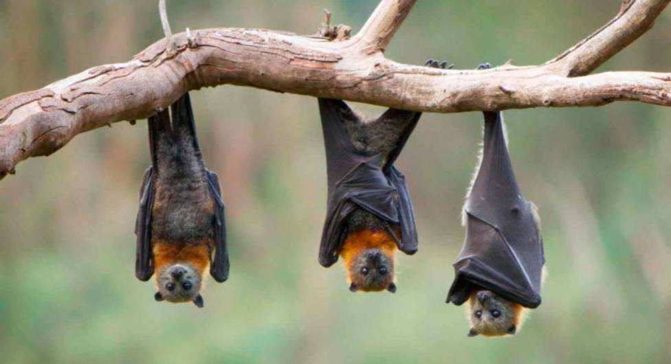 ¿Cómo se mueven los murciélagos en Extremadura?